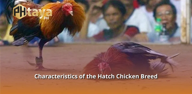 Characteristics of the Hatch Chicken Breed