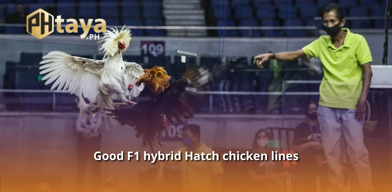 Good F1 hybrid Hatch chicken lines