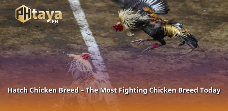 Hatch Chicken Breed