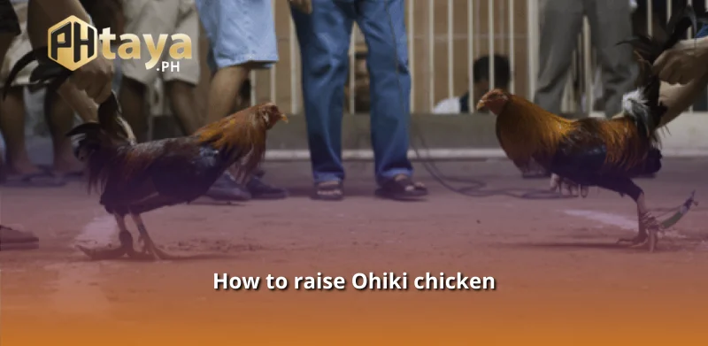 How to raise Ohiki chicken