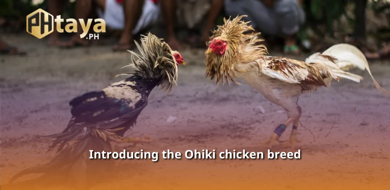 Introducing the Ohiki chicken breed